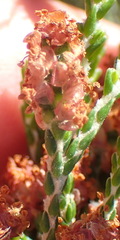 Passerina galpinii