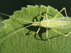 Oecanthus euryelytra