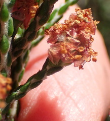 Passerina galpinii