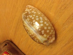 Macrocypraea zebra