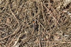 Ammophila