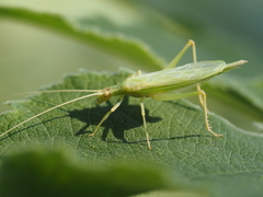 Oecanthus euryelytra