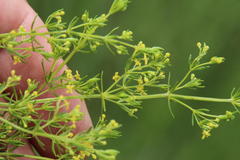 Galium capense capense
