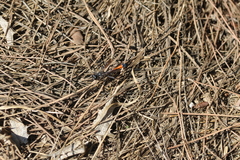 Ammophila