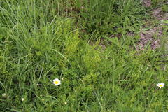 Galium capense capense