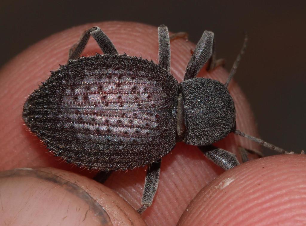 Psorodes