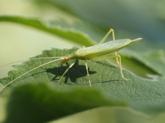 Oecanthus euryelytra