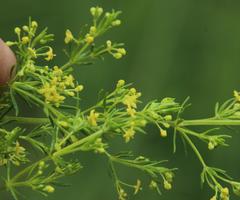 Galium capense capense