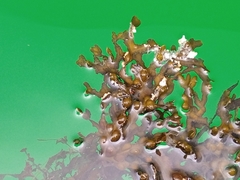 Fucus vesiculosus