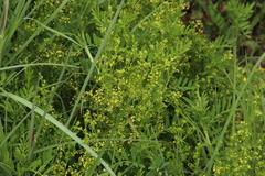 Galium capense capense