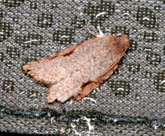 Meritastis piperata