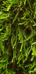 Cirriphyllum crassinervium