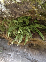 Asplenium trichomanes trichomanes