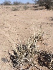 Scleropogon brevifolius