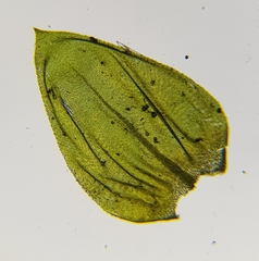 Cirriphyllum crassinervium