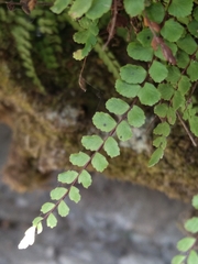 Asplenium trichomanes trichomanes