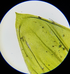 Cirriphyllum crassinervium