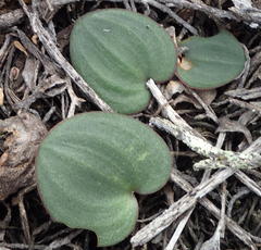 Eriospermum capense capense