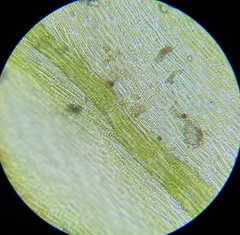 Cirriphyllum crassinervium