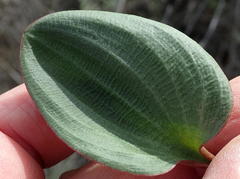 Eriospermum capense capense