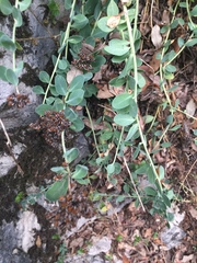 Telephium imperati