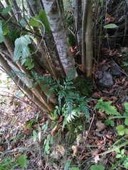 Asplenium adiantum-nigrum adiantum-nigrum