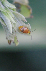 Sinoluperus subcostatus