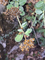 Telephium imperati