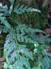 Asplenium adiantum-nigrum adiantum-nigrum