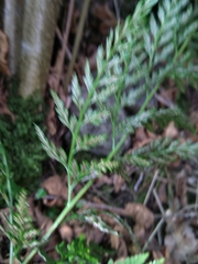 Asplenium adiantum-nigrum adiantum-nigrum