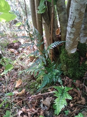 Asplenium adiantum-nigrum adiantum-nigrum