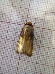 Agrotis puta