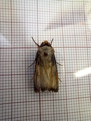 Agrotis puta