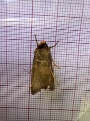 Agrotis puta