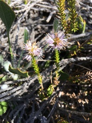 Stilbe overbergensis