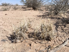 Scleropogon brevifolius