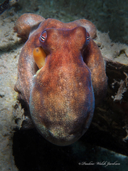 Octopus americanus