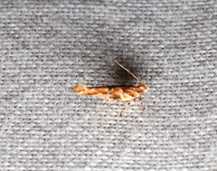 Pyroderces