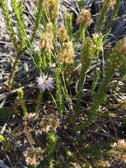 Stilbe overbergensis