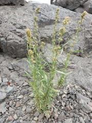 Artemisia lindleyana
