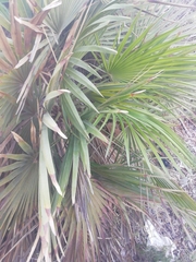 Chamaerops humilis