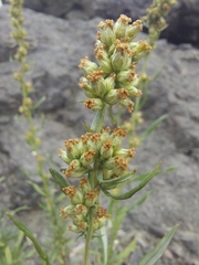 Artemisia lindleyana