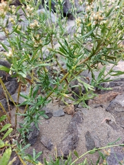 Artemisia lindleyana