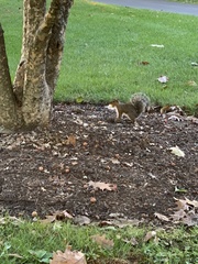 Sciurus carolinensis