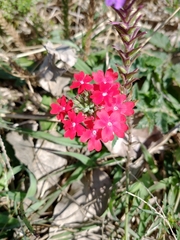 Glandularia peruviana