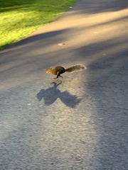 Sciurus carolinensis