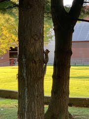 Sciurus carolinensis