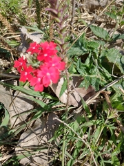 Glandularia peruviana