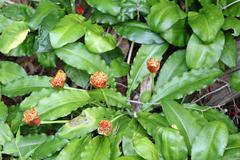Scadoxus membranaceus