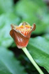 Scadoxus membranaceus